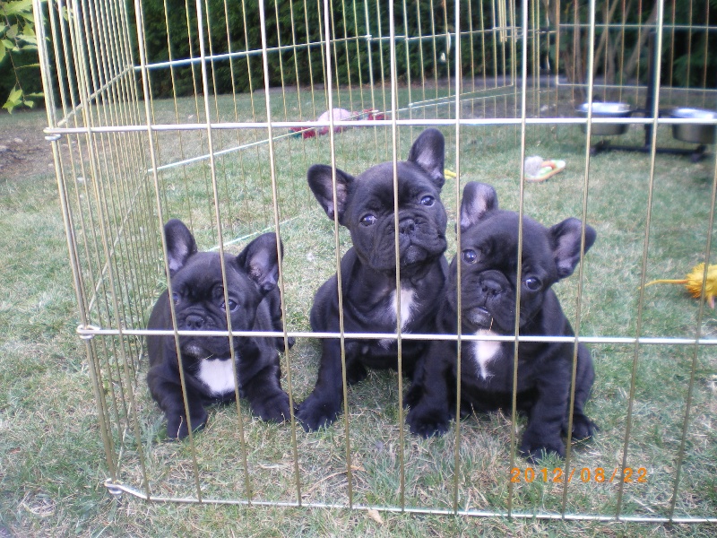 De La Vallee Des Mille Feux - Bouledogue français - Portée née le 08/07/2012